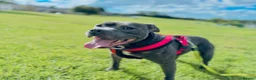 Staffordshire Bull Terrier dogs for sale: Staffordshire bull terrier  in Swansea - Advert 1