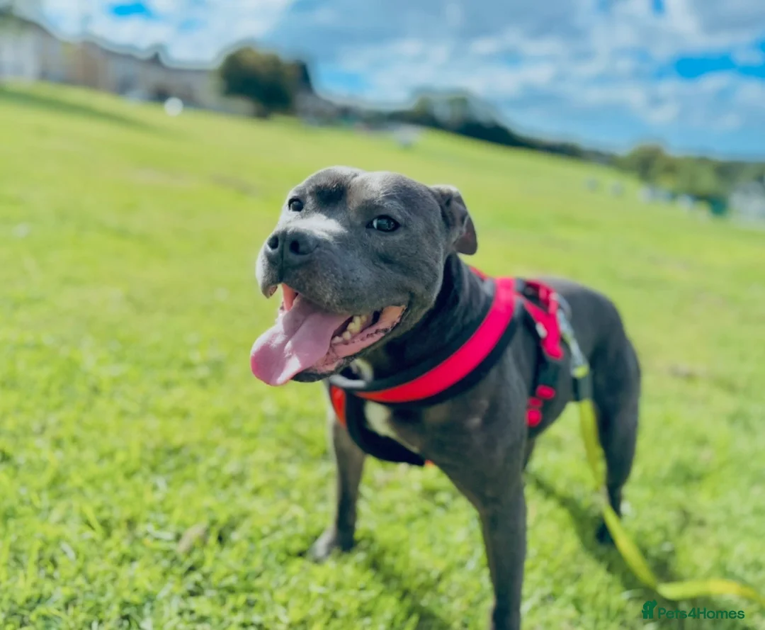 Staffordshire Bull Terrier dogs for sale: Staffordshire bull terrier  in Swansea - Advert 1