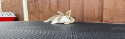 Dutch rabbits for sale: Baby Dutch Rabbits For Sale  - Advert 9