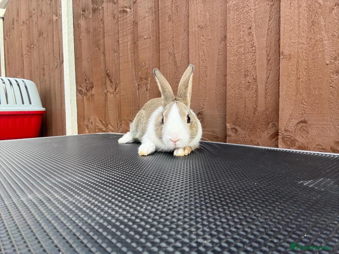 Dutch rabbits for sale: Baby Dutch Rabbits For Sale  - Advert 9