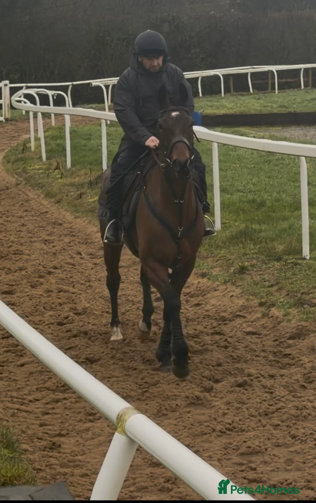 Irish Thoroughbred horses for sale: Rouge Endeavour - Quality on a budget  - Advert 2