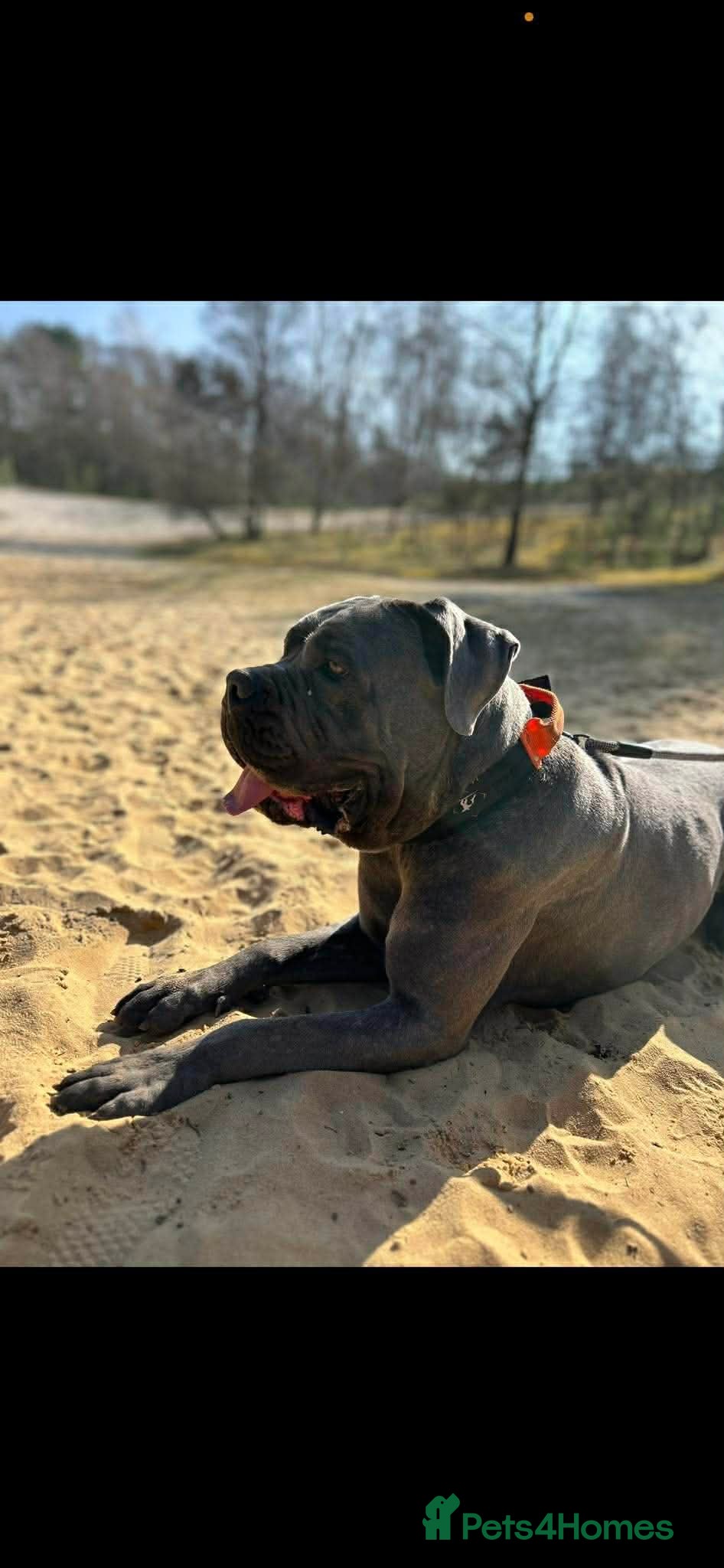 Cane Corso dogs Cane coseo male 2 and half years old  - Advert 3