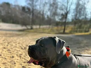 Cane Corso dogs Cane coseo male 2 and half years old - Advert 3