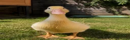 Ducks poultry for sale: Braddock White Duck in Waltham Cross - Advert 4