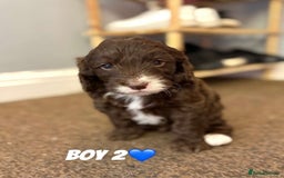 Cockapoo dogs for sale: Stunning F1 Cocapoos - Image 5