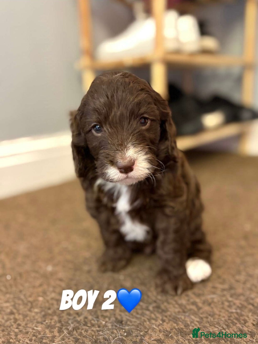 Cockapoo dogs for sale: Stunning F1 Cocapoos - Image 5