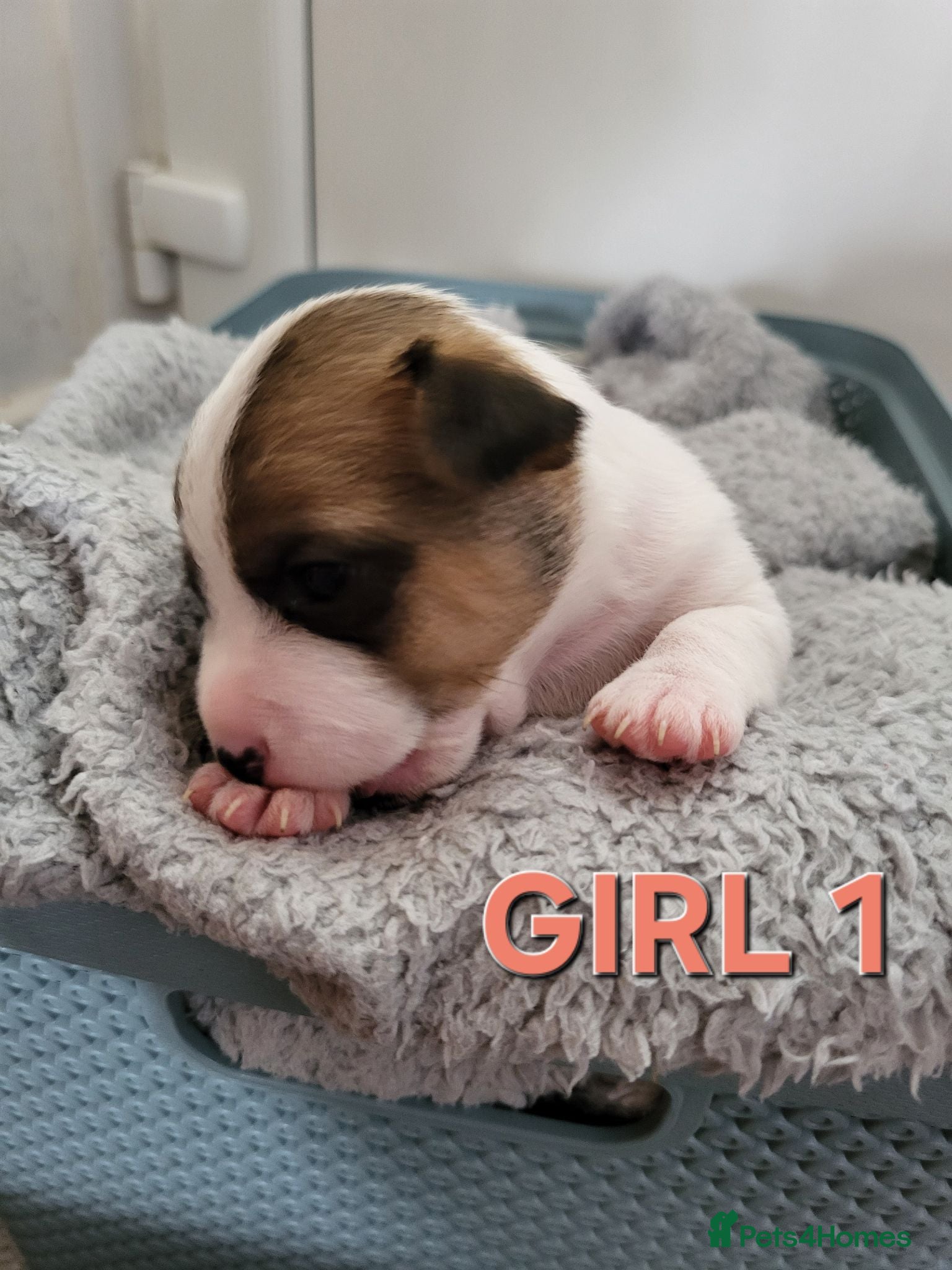 Jack Russell dogs Jack Russell puppies - Advert 1