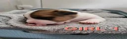 Jack Russell dogs for sale: Jack Russell puppies - Advert 1