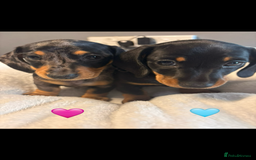 Dachshund dogs for sale: Miniature dachshunds puppies - Image 1