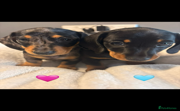 Dachshund dogs - Advert 11