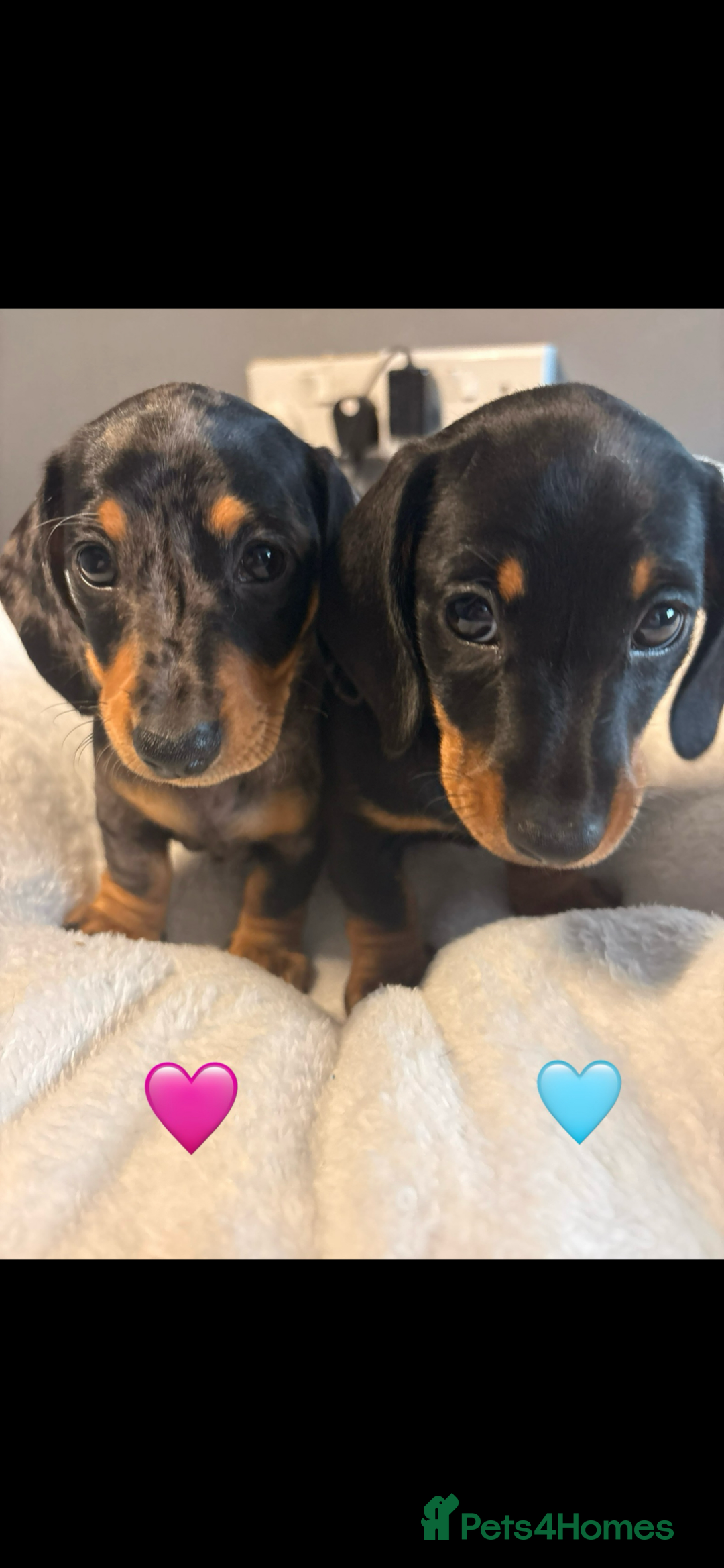 Dachshund dogs for sale: Miniature dachshunds puppies - Image 1