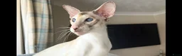 Siamese cats for sale: GCCF registered Siamese Boys - Advert 15