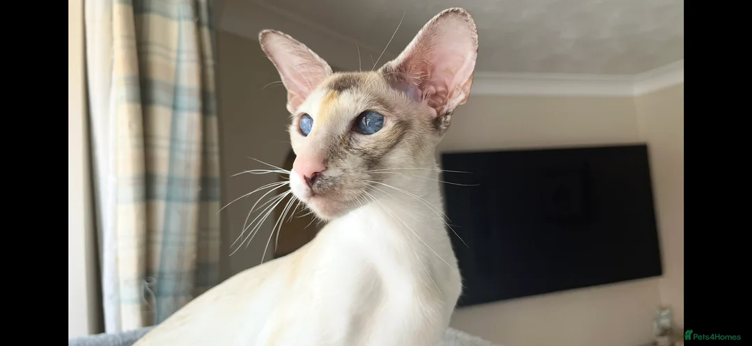 Siamese cats for sale: GCCF registered Siamese Boys - Advert 15