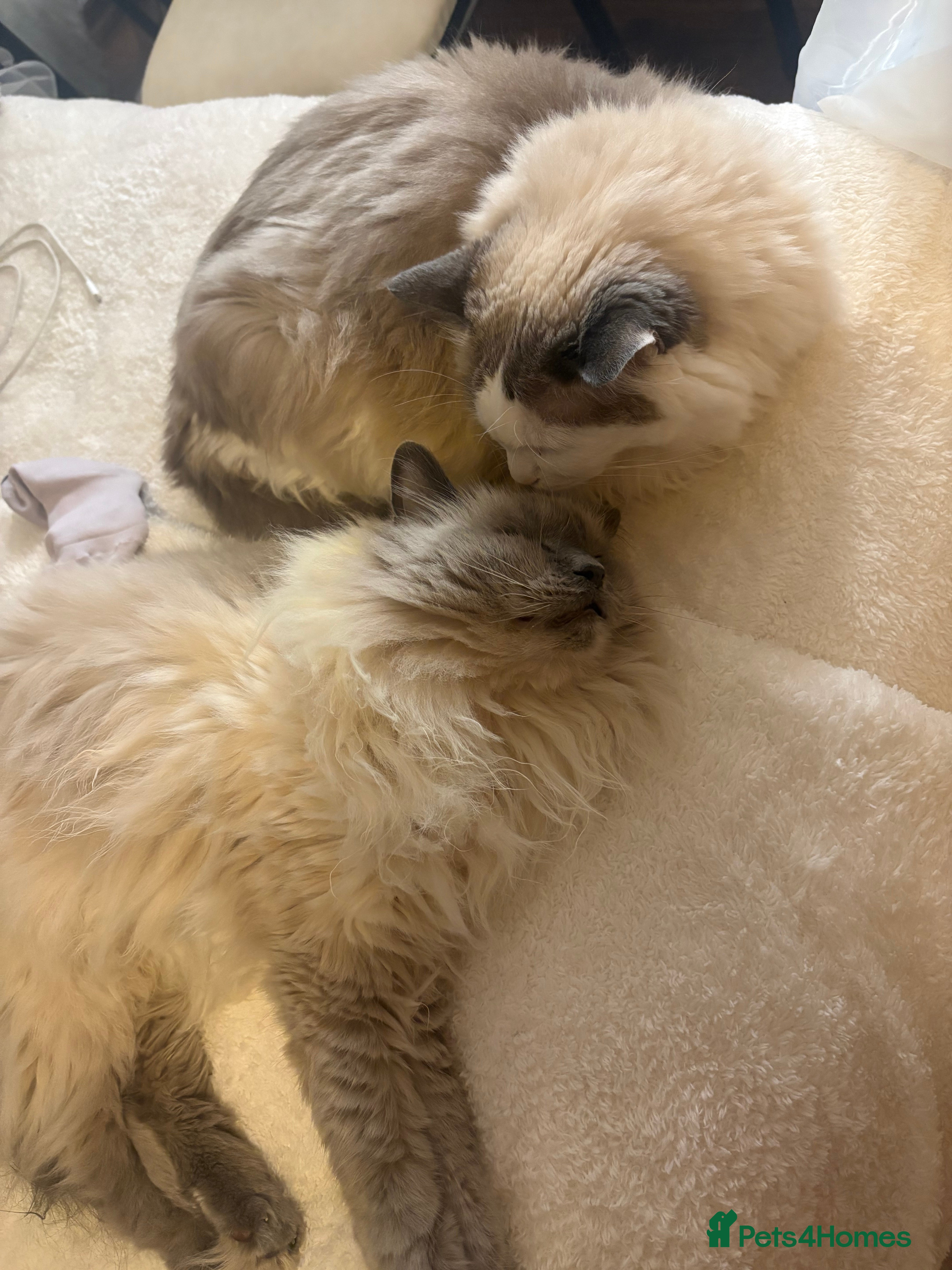 Ragdoll cats Two loving beautiful rag dolls  - Advert 1