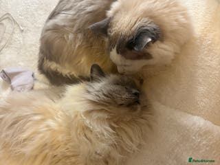 Ragdoll cats Two loving beautiful rag dolls - Advert 1