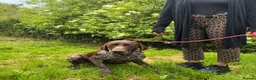 German Shorthaired Pointer dogs for adoption: Gorgeous GSP, Son in Matlock - Advert 4