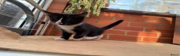 Korat cats for sale: Kittens for Sale – Price Negotiable 🐾 - Advert 16