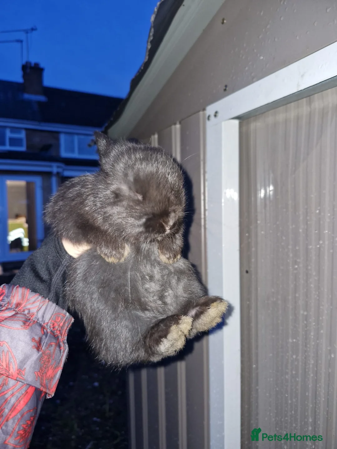 Mixed Breed rabbits for sale: mini lop/netherland dwarf - Advert 4