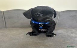Chipoo dogs for sale: Stunning Chipoo Pups DNA Health Tested - Image 9