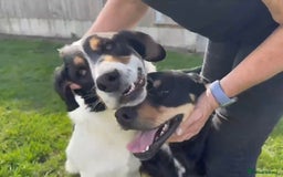 Mixed Breed dogs for adoption: Toffee and Treacle waiting for someone to love  - Image 4