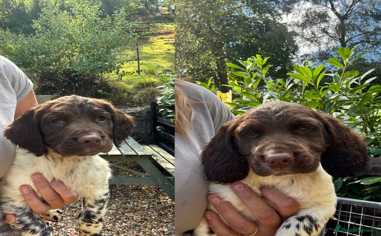 English Springer Spaniel dogs - Advert 4
