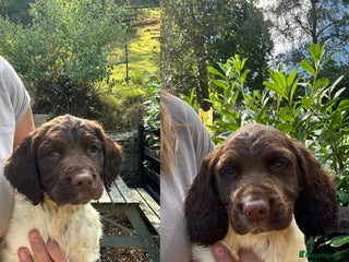 English Springer Spaniel dogs - Advert 20