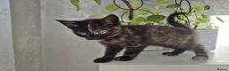 Mixed Breed cats for sale: Kittens Ready for New Homes - Advert 8