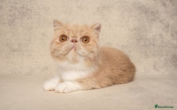 Exotic cats for sale: Active Exotic queen for homing 💓 - Image 5