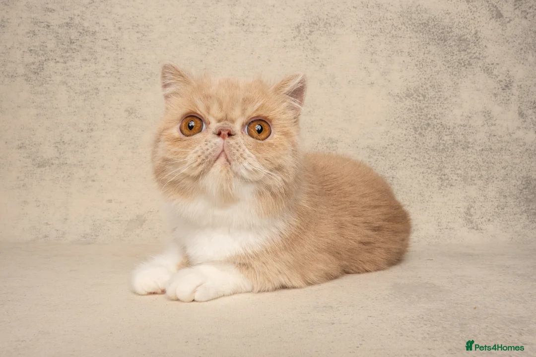 Exotic cats for sale: Active Exotic queen for homing 💓 - Advert 5