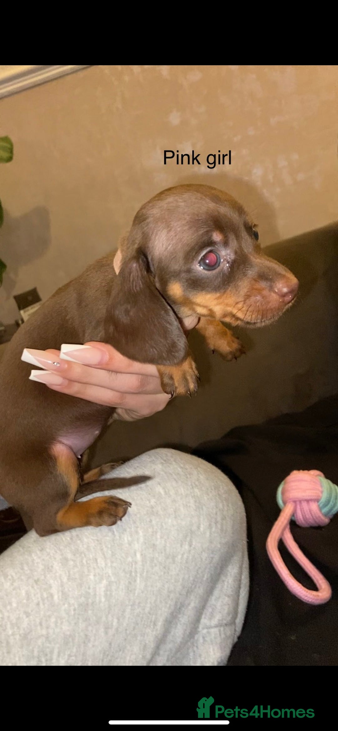 Miniature Dachshund dogs for sale: 🌻Miniature dachshund puppies 🌻 - Image 5
