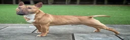 Miniature Bull terrier dogs for sale: Miniature English bull terriers - Advert 12