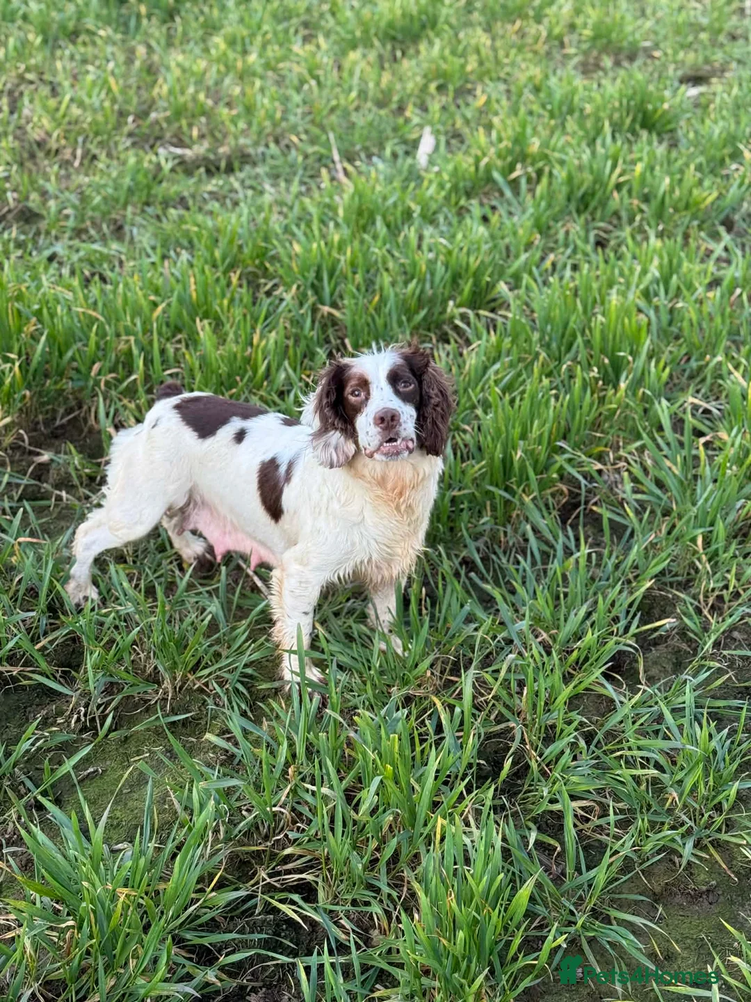 Mixed Breed dogs for sale: Spaniel X Foxhounds - Advert 2
