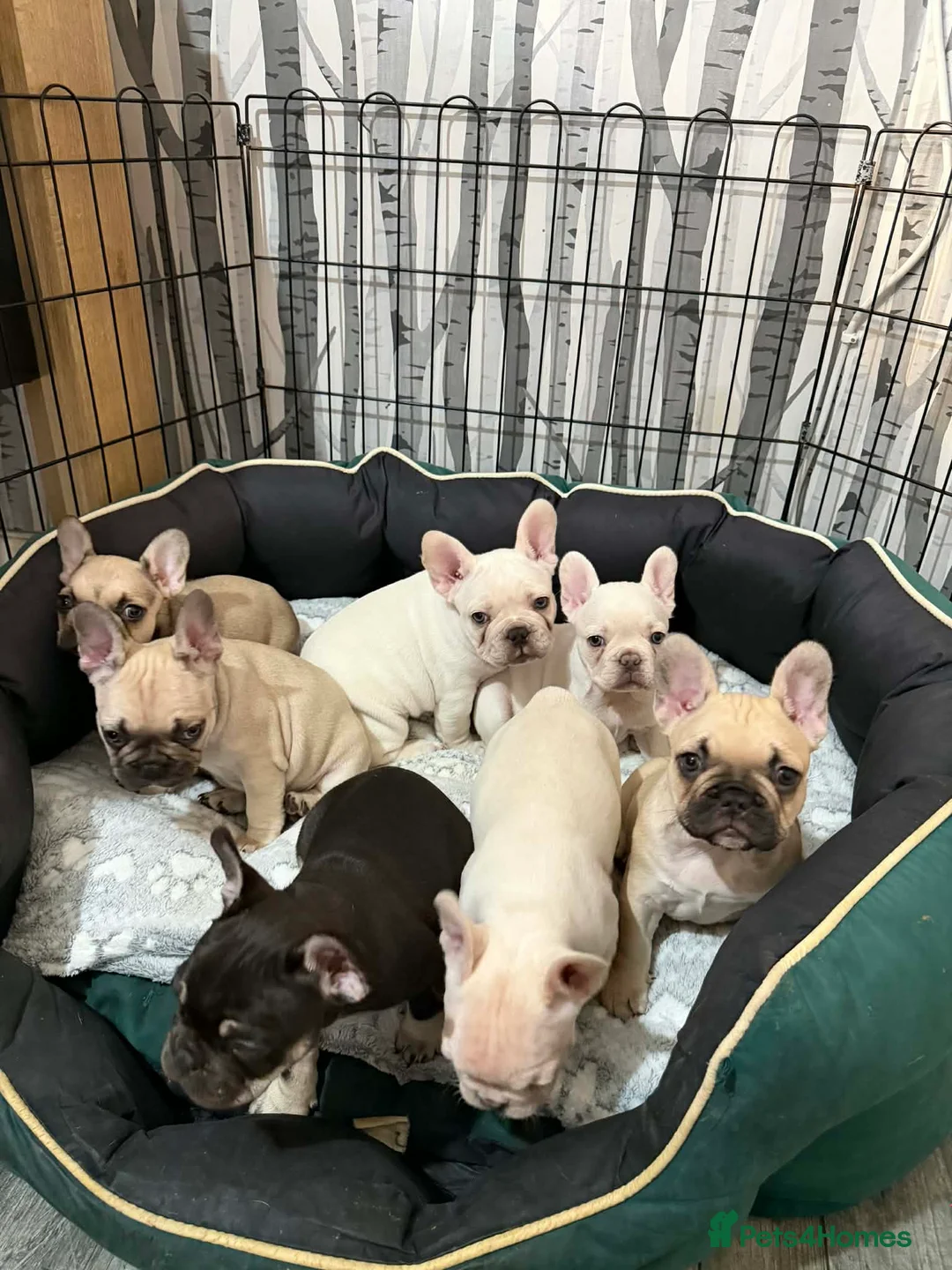 French Bulldog dogs for sale: French bulldog  - Advert 1
