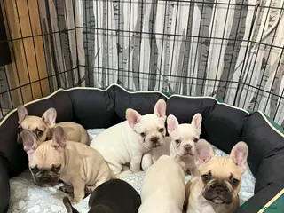 French Bulldog dogs French bulldog - Advert 1