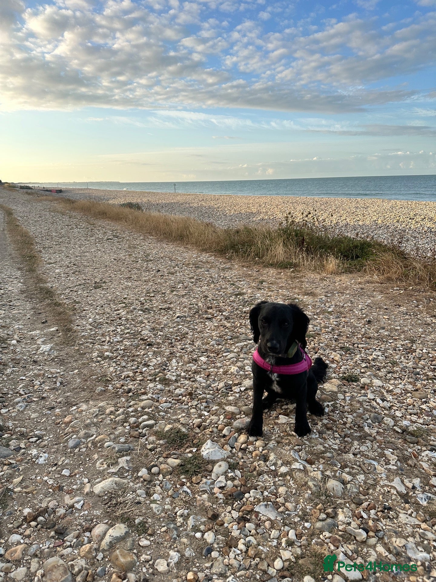 American Cocker Spaniel dogs Roxie  - Advert 1