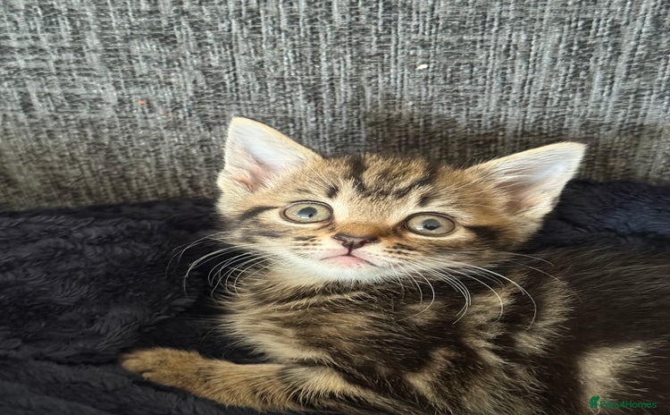 Mixed Breed cats - Advert 12