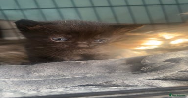 Mixed Breed cats - Advert 6