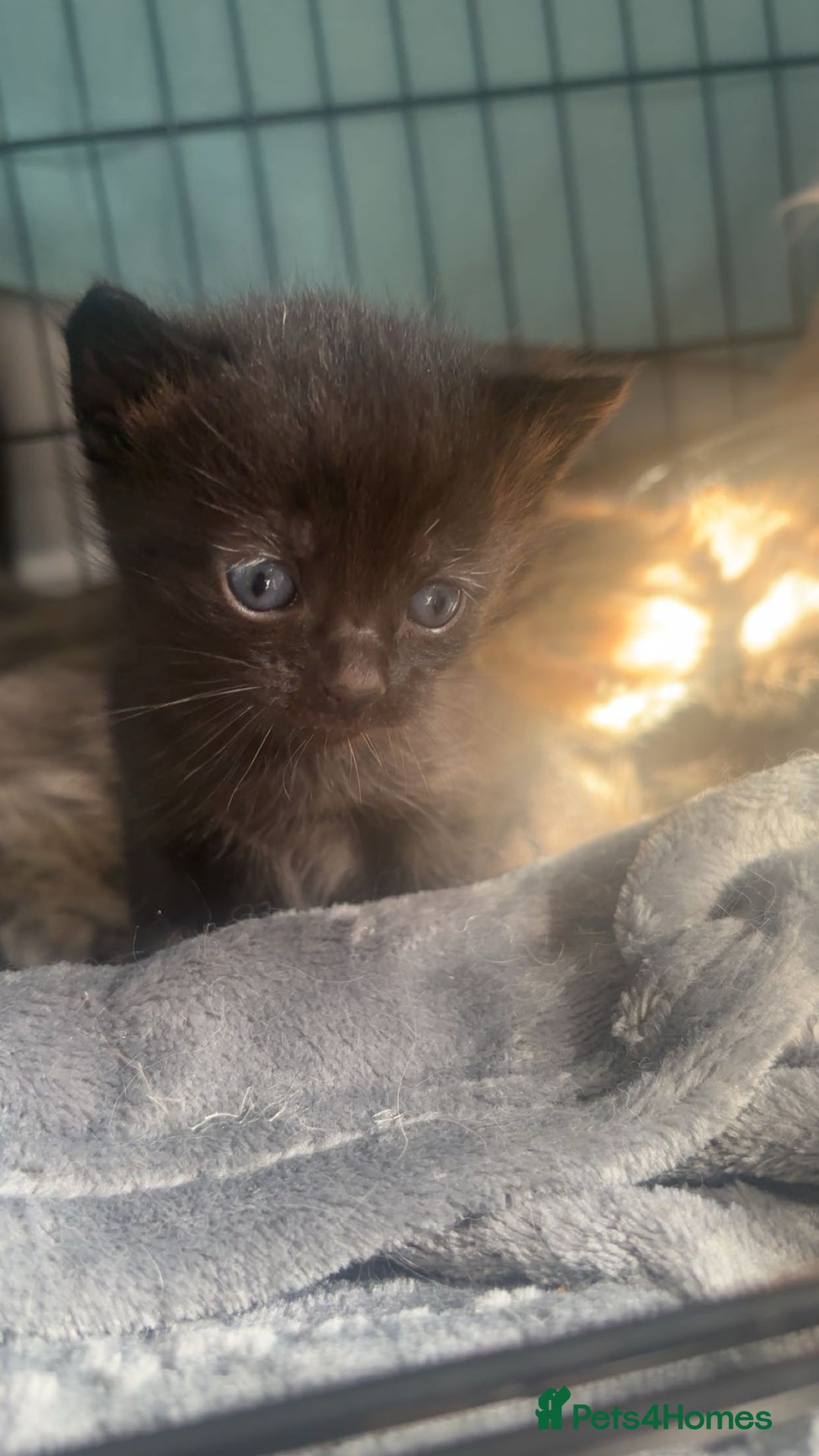 Mixed Breed cats for sale: bengal x - Image 2