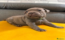Staffordshire Bull Terrier dogs for sale:   Champion-KC.Reg.Blue Staffordshire Bull Terrier  - Image 37