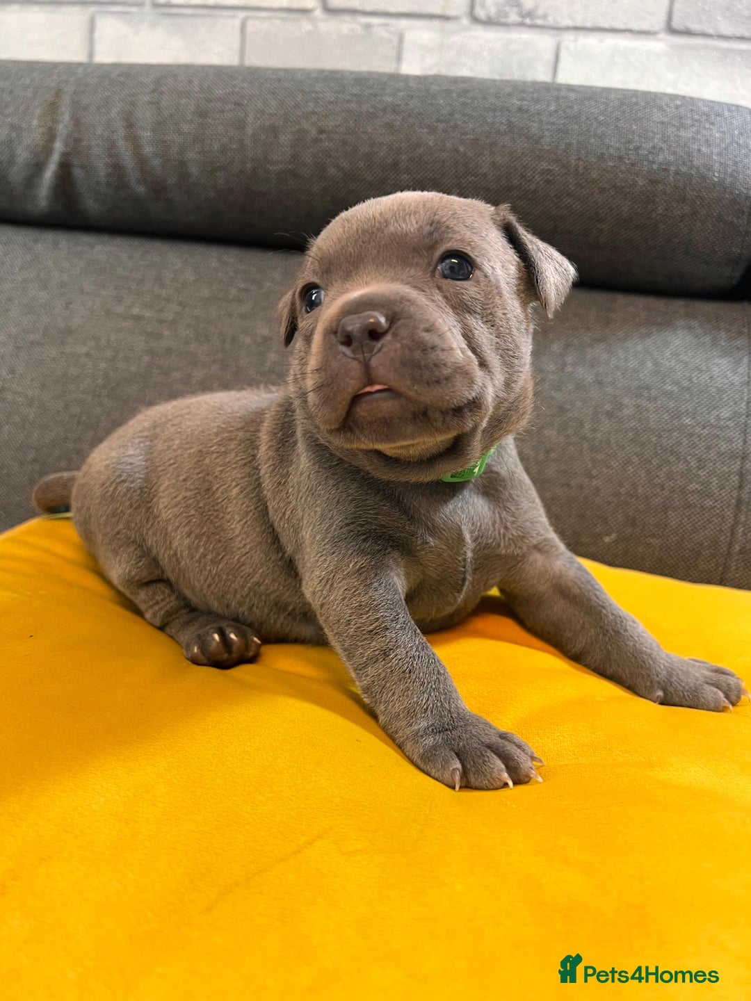 Staffordshire Bull Terrier dogs for sale:   Champion-KC.Reg.Blue Staffordshire Bull Terrier  - Image 37
