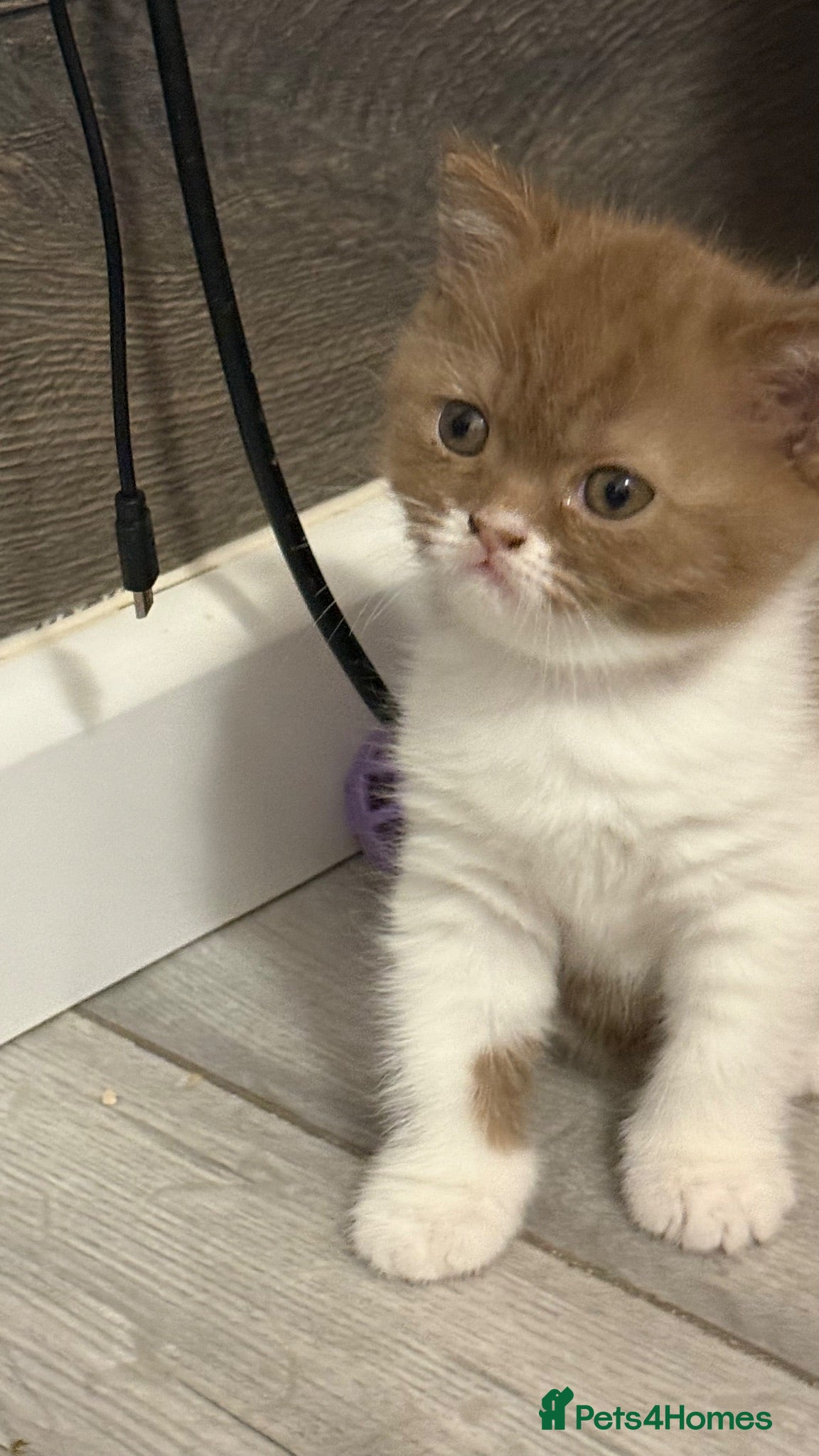 British Shorthair cats Cinnamon -white BSH  - Advert 1