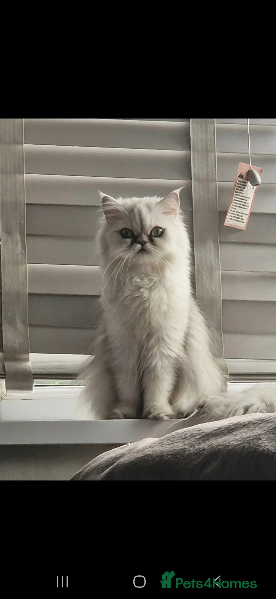 Persian cats for sale: White silver tip persain - Advert 3
