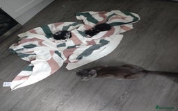 Mixed Breed cats for sale: Kittens - Image 2
