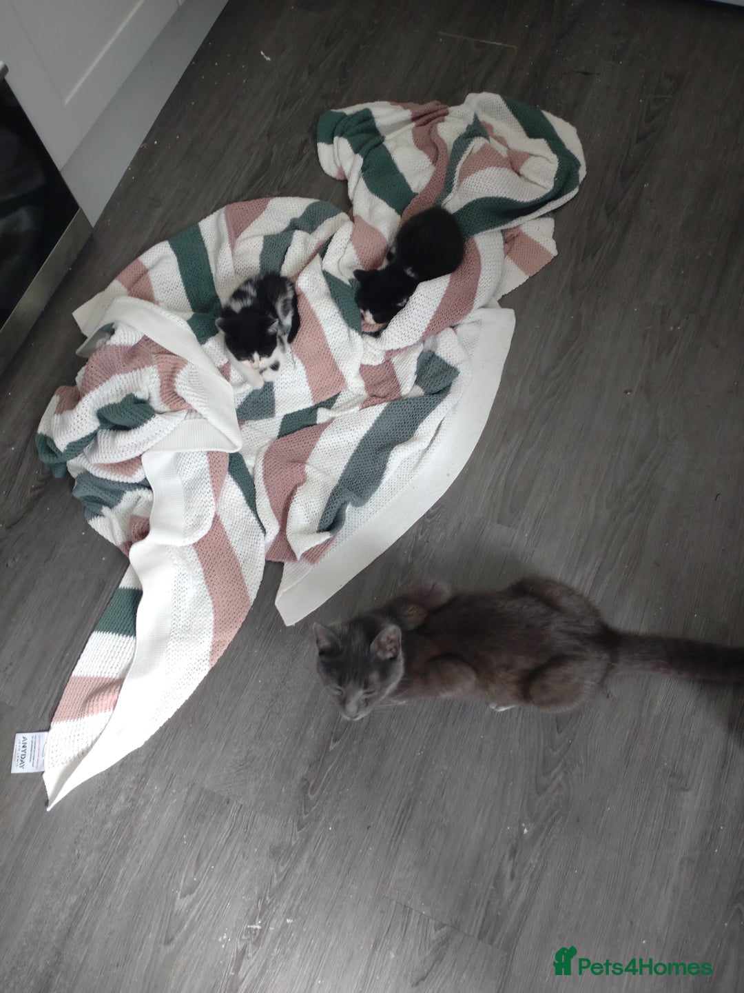 Mixed Breed cats for sale: Kittens - Image 2