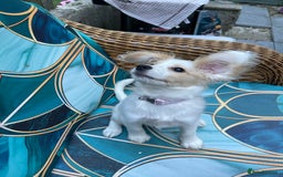 Mixed Breed dogs for sale: 4 month old female Cockerspaniel x Pom puppy - Image 13