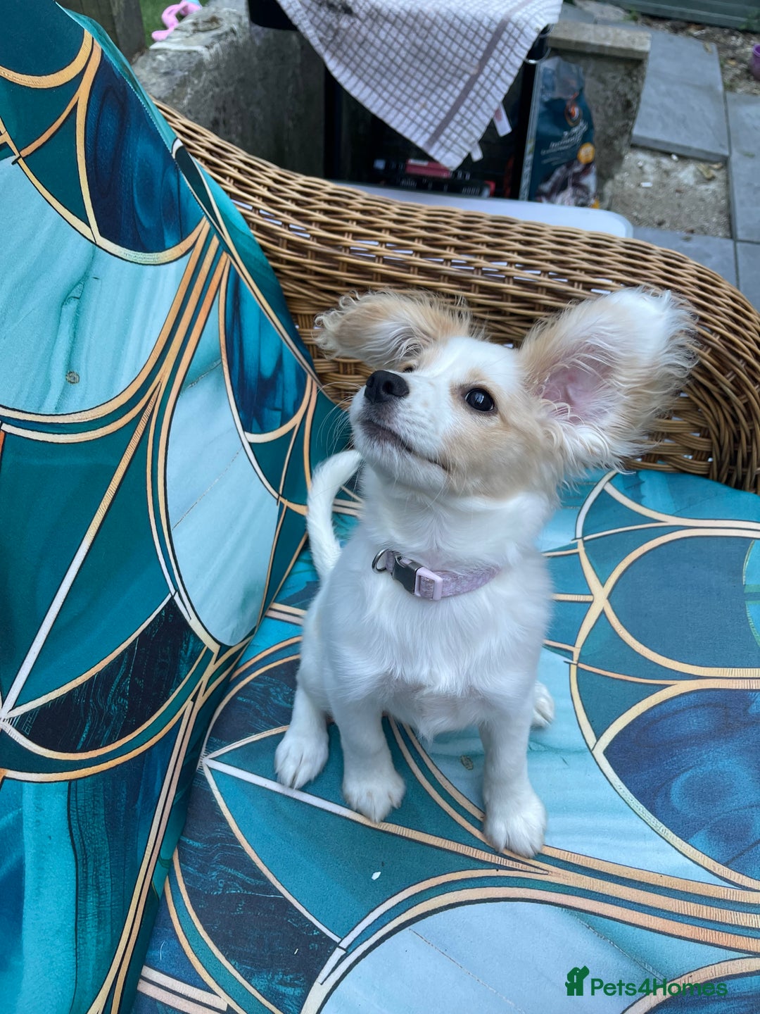 Mixed Breed dogs for sale: 4 month old female Cockerspaniel x Pom puppy - Image 13