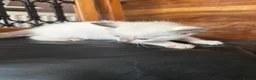Siamese cats for sale: *female avaliable!* 5 Stunning Siamese Kittens - Advert 19