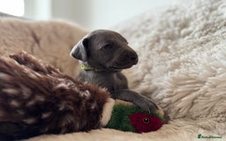 Weimaraner dogs for sale:  KC Reg Weimaraner Pups from Champion Bloodlines ✨ - Image 18