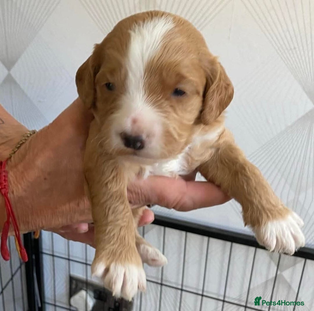 Miniature Poodle dogs for stud: Dark Red Miniature Poodle Stud Package Available in Southampton - Image 32