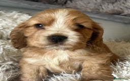 Cocker Spaniel dogs for sale: Show type cocker  spaniel “ Villaspaniol  ” kC reg - Image 20